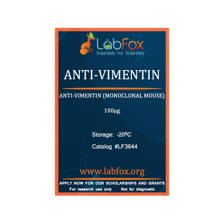 Anti-vimentin (monoclonal mouse antibody)