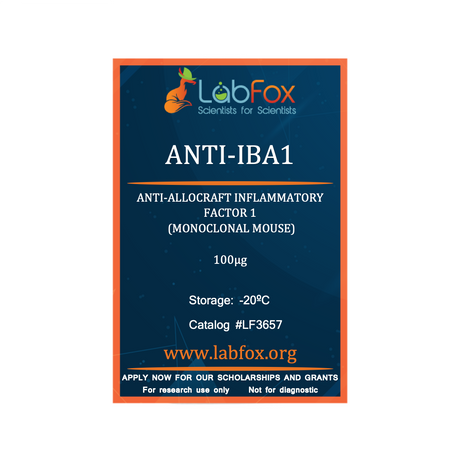 Anti-Iba1 (monoclonal mouse antibody)