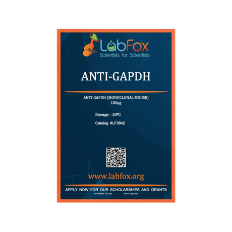 Anti-GAPDH (monoclonal mouse antibody)