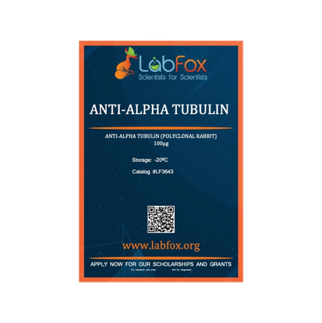 Anti-alpha tubulin (polyclonal rabbit antibody)