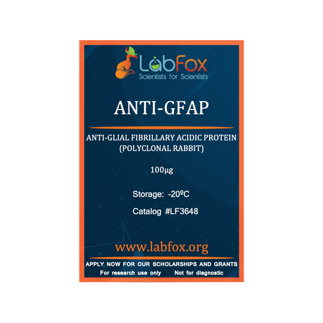 Anti-GFAP (polyclonal rabbit antibody)