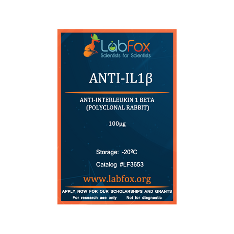 Anti-IL-1β (polyclonal rabbit antibody)