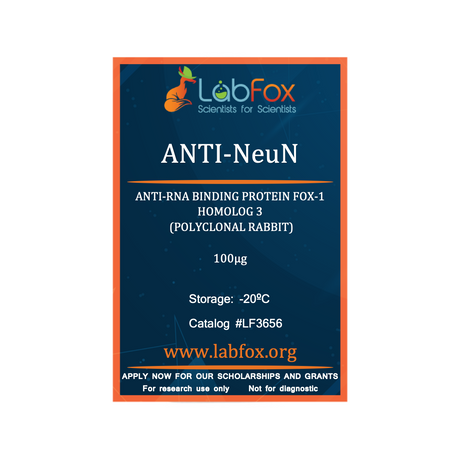 Anti-NeuN (polyclonal rabbit antibody)