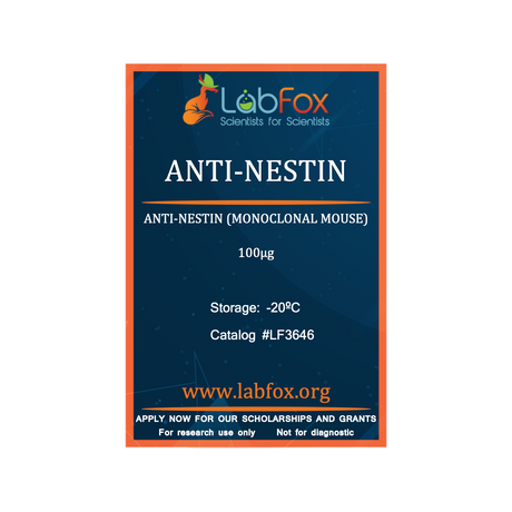 Anti-nestin (monoclonal mouse antibody)