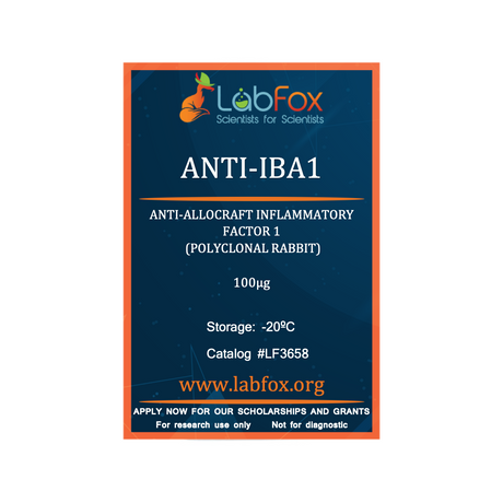 Anti-Iba1 (polyclonal rabbit antibody)