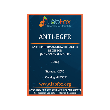 Anti-EGFR (monoclonal mouse antibody)