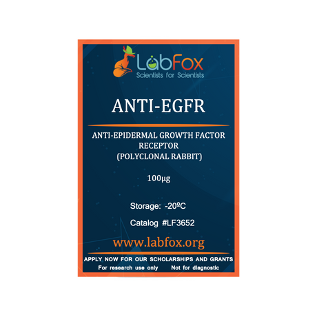 Anti-EGFR (polyclonal rabbit antibody)