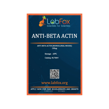 Anti-beta actin (monoclonal mouse antibody)