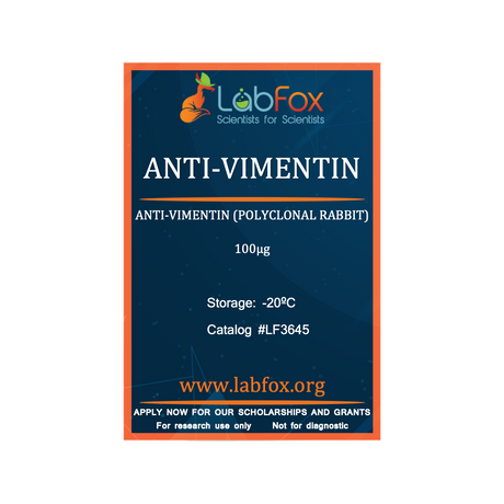 Anti-vimentin (polyclonal rabbit antibody)